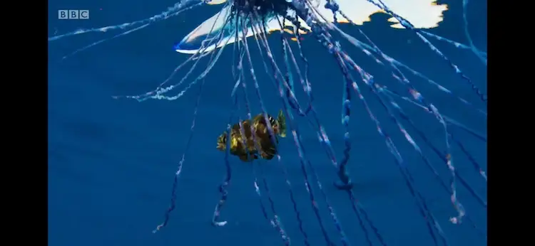 Fish near tentacles sp. () as shown in Blue Planet II - Big Blue